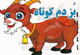 بز دم کوتاه