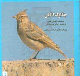 چکاوک کاکلی