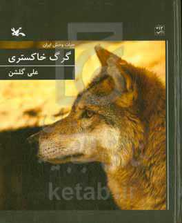 گرگ خاکستری