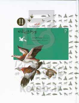 پرنده بی‌لاله