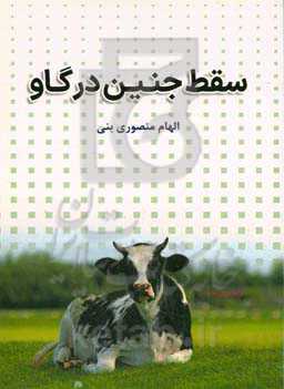 سقط جنین در گاو