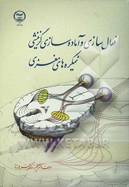 فعال‌سازی و آماده‌سازی گزینشی نیمکره‌های مغزی