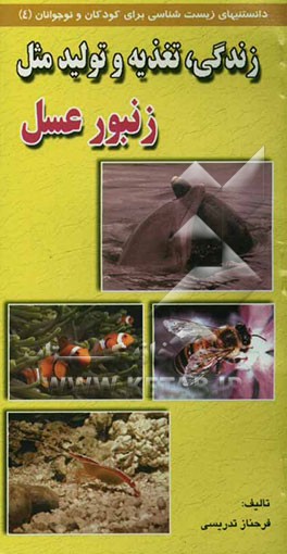 زندگی، تغذیه و تولید مثل زنبور عسل