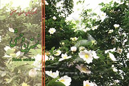 نسترن وحشی = Rosa canina