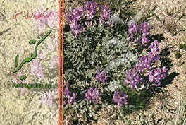 کتیرا = Astragalus sp
