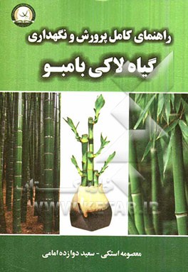 راهنمای کامل پرورش و نگهداری گیاه لاکی بامبو