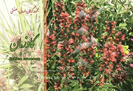 گل گاوزبان = Echium amoenum