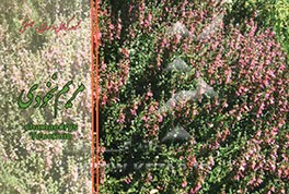 مریم نخودی = Teucrium chamaedys