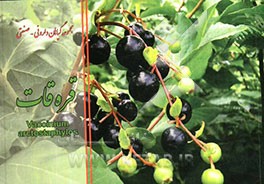 قره‌قات = Vaccinium arctostaphylos