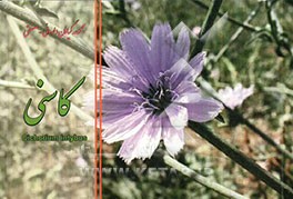 کاسنی = Cichorium intybus