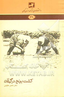 کشت برنج در گیلان