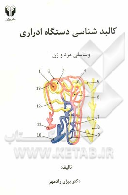 کالبدشناسی دستگاه‌های ادراری و تناسلی مرد و زن
