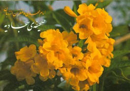 امام مهدی و منتظران از زبان صحیفه سجادیه