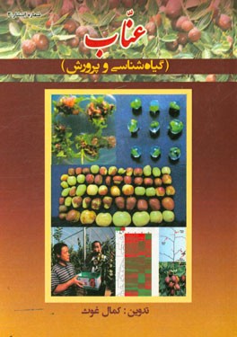 عناب (گیاه‌شناسی و پرورش)