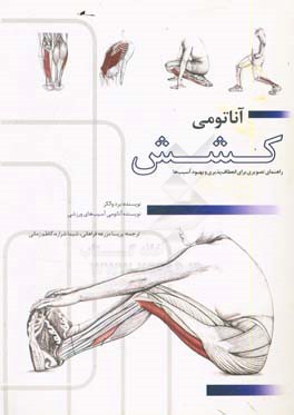 آناتومی کشش: انعطاف‌پذیری و توانبخشی آسیب