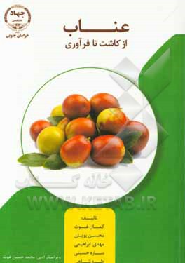 عناب از کاشت تا فرآوری