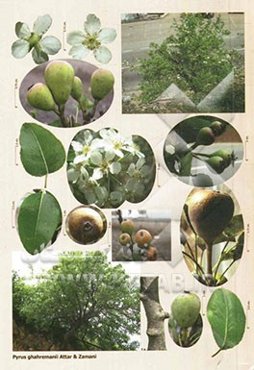 فلور ایران = Flora of Iran/Flore de L'Iran