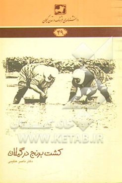 کشت برنج در گیلان