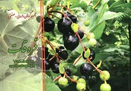 قره‌قات = Vaccinium arctostaphylos