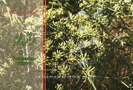 رازیانه = Foeniulum vulgare