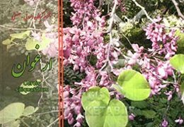 ارغوان = Cercis siliquastrum