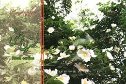 نسترن وحشی = Rosa canina