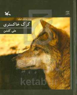 گرگ خاکستری