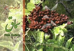 سماق = Rhus coriaria