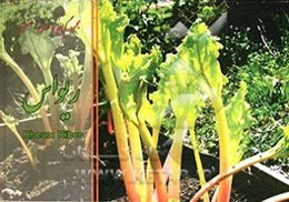 ریواس = Rheum ribes