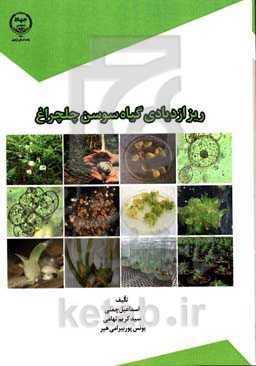 ریز ازدیادی گیاه سوسن چلچراغ