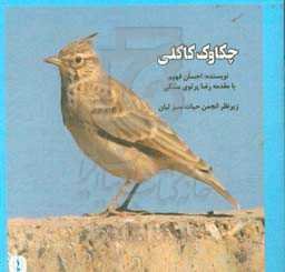 چکاوک کاکلی