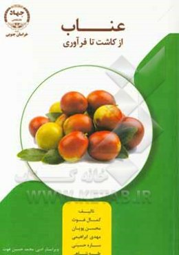 عناب از کاشت تا فرآوری