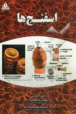 اسفنج‌ها