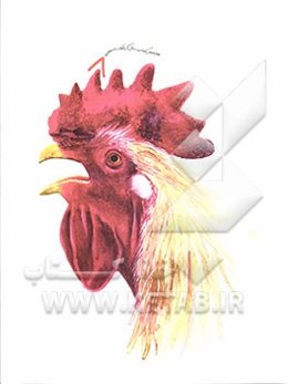 هشتمین کتاب سال گرافیک دانشجویی