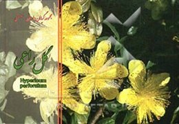 گل راعی = Hypericum perforatum